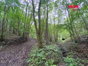 Prodej lesa, Strážná, 1204 m2