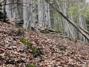 Prodej louky, Paseky nad Jizerou, 3303 m2