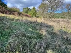 Prodej lesa, Březolupy, 1340 m2
