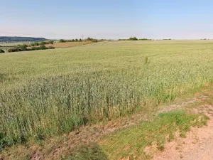 Prodej pozemku, Opočnice, 3597 m2