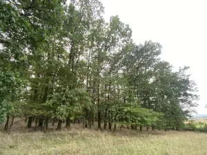 Prodej lesa, Ostřetín - Vysoká u Holic, 11957 m2