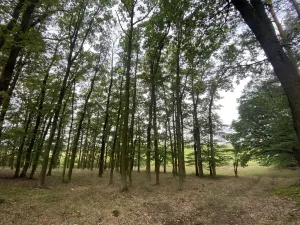 Prodej lesa, Ostřetín - Vysoká u Holic, 11957 m2