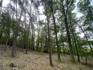 Prodej lesa, Ostřetín - Vysoká u Holic, 11957 m2