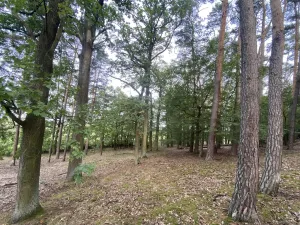 Prodej lesa, Ostřetín - Vysoká u Holic, 11957 m2