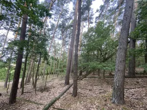 Prodej lesa, Ostřetín - Vysoká u Holic, 11957 m2