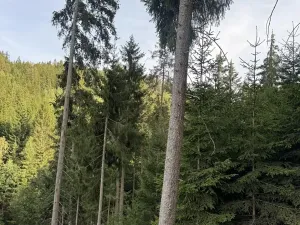Prodej podílu lesa, Buk, 3198 m2