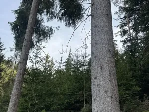 Prodej podílu lesa, Buk, 3198 m2
