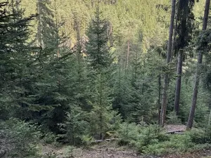 Prodej podílu lesa, Buk, 3198 m2