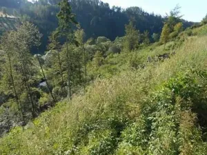 Prodej lesa, Brtnice, 7135 m2