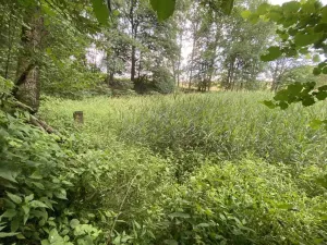 Prodej louky, Nové Hrady - Štiptoň, 4246 m2