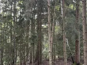 Prodej rybníku, Vráž, 3145 m2