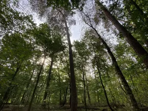 Prodej lesa, Ostřetín - Vysoká u Holic, 5528 m2