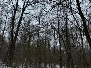 Prodej lesa, Kralupy nad Vltavou, 3462 m2