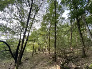 Prodej lesa, Ostřetín - Vysoká u Holic, 869 m2
