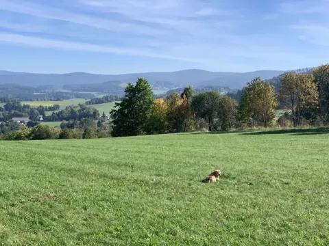 Prodej trvalého travního porostu, Stachy, 15932 m2