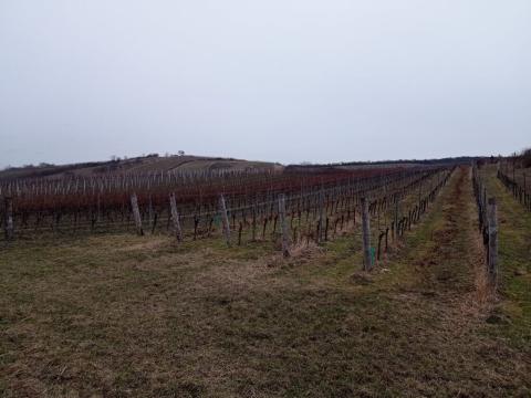 Prodej sadu/vinice, Bavory, 12285 m2