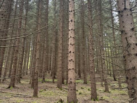 Prodej lesa, Vimperk - Skláře, 29000 m2