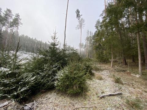 Prodej lesa, Břežany, 1000 m2