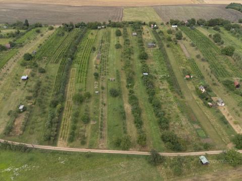 Prodej sadu/vinice, Strážnice, 1446 m2