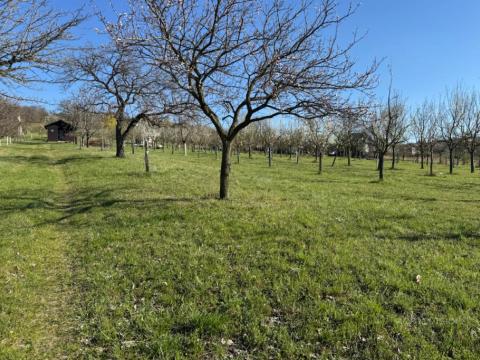 Prodej sadu/vinice, Strážnice, 2139 m2