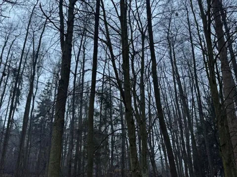 Prodej pozemku, Třebechovice pod Orebem, 14875 m2