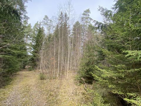 Prodej lesa, Pačejov - Strážovice, 1511 m2