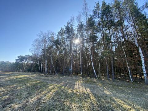 Prodej lesa, Všehrdy, 2222 m2