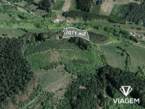 Prodej lesa, Hovězí, 7071 m2