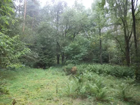 Dražba louky, Maňovice, 2639 m2