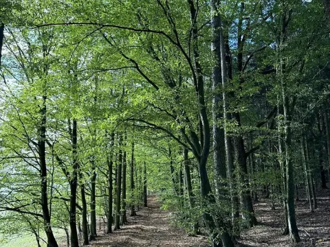 Prodej lesa, Zvole, 1730 m2