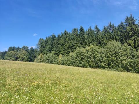 Prodej lesa, Meziměstí, 15962 m2