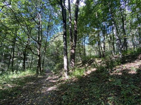Prodej lesa, Lánov - Horní Lánov, 652 m2