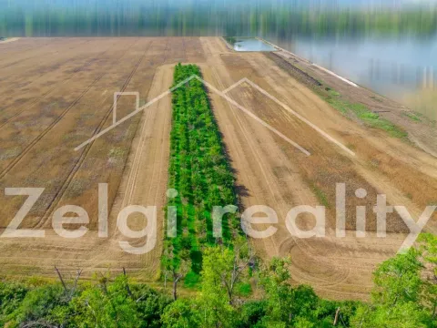 Prodej sadu/vinice, Zaječí, Hlavní, 8494 m2
