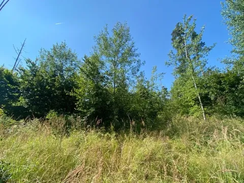 Dražba lesa, Kožichovice, 2269 m2