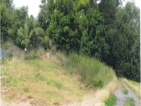 Prodej lesa, Dolní Věstonice, 1179 m2