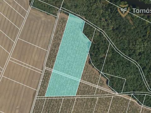 Prodej sadu/vinice, Tasovice, 13099 m2