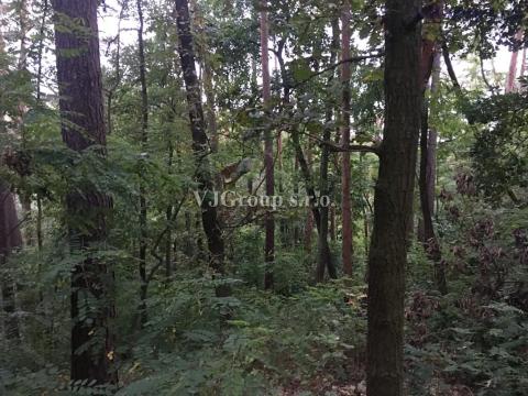 Prodej lesa, Bradlec, 4578 m2