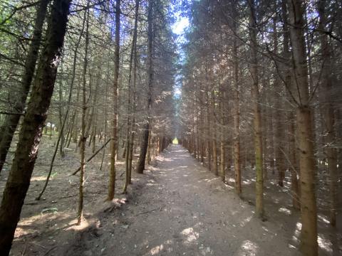 Prodej lesa, Lánov - Horní Lánov, 15996 m2