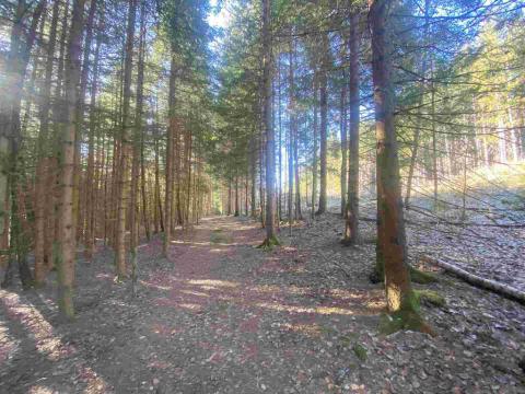 Prodej pozemku, Železná Ruda - Špičák, 1644 m2