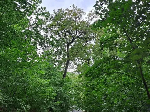 Prodej podílu lesa, Brno, 2145 m2