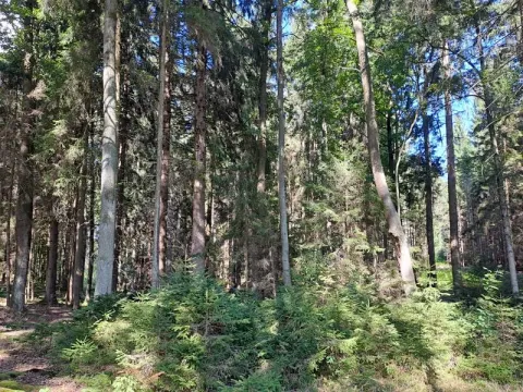 Prodej lesa, Srubec, 677 m2