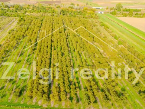 Prodej sadu/vinice, Rakvice, Horní, 210277 m2