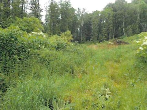 Prodej lesa, Podmoklany, 4845 m2