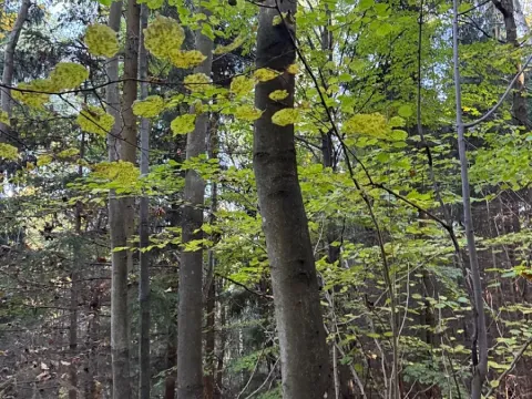 Prodej lesa, Ruda nad Moravou, 21892 m2