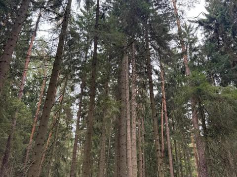 Prodej podílu lesa, Ledenice, 4462 m2