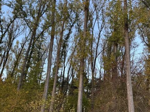 Prodej lesa, Sány, 1918 m2