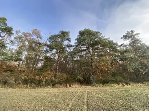 Prodej lesa, Chářovice, 4568 m2