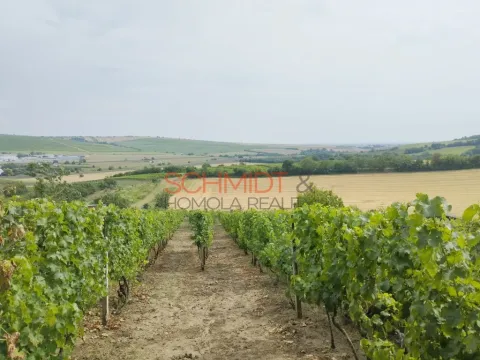 Prodej sadu/vinice, Kobylí, 1799 m2