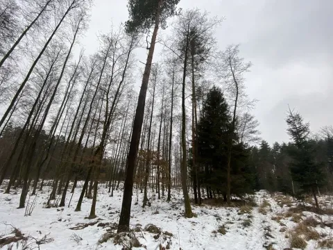 Prodej pozemku, Veliny, 1630 m2