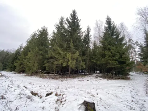 Prodej lesa, Veliny, 4431 m2